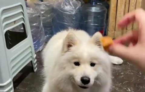 Tarzan更博晒爱犬：训练Bali又失败☹️流口水小狗一只